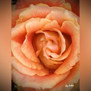 Peach Rose Close-Up Wall Art Print 8x10